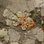 Lichene a costa rossa (foto L. Giunti)